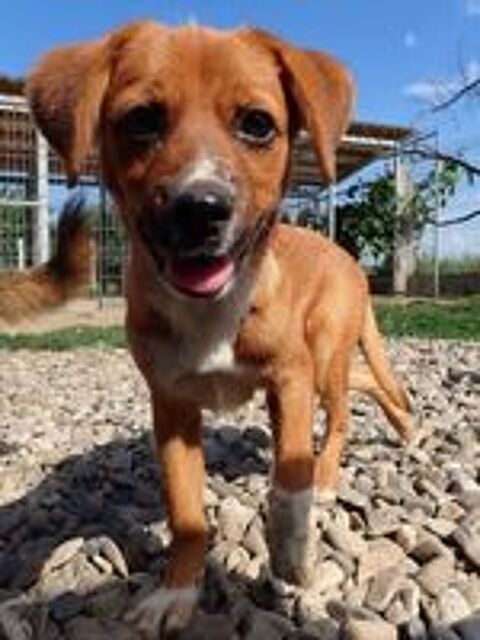   Hocus à l'adoption 