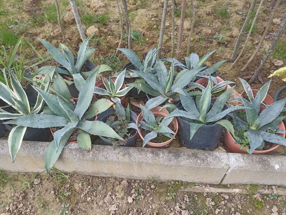 agave Jardin