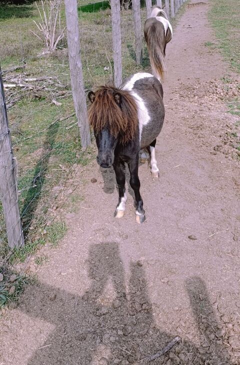 Cheval miniature OC 45290 Langesse