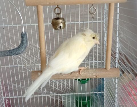 Canari femelle 25 35800 Dinard
