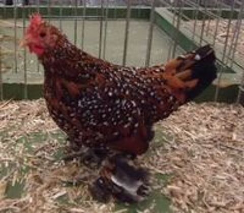  Poules d'ornements 
