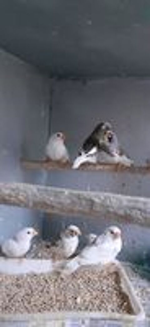   OISEAUX DE CAGES  