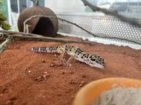   Gecko leopard 