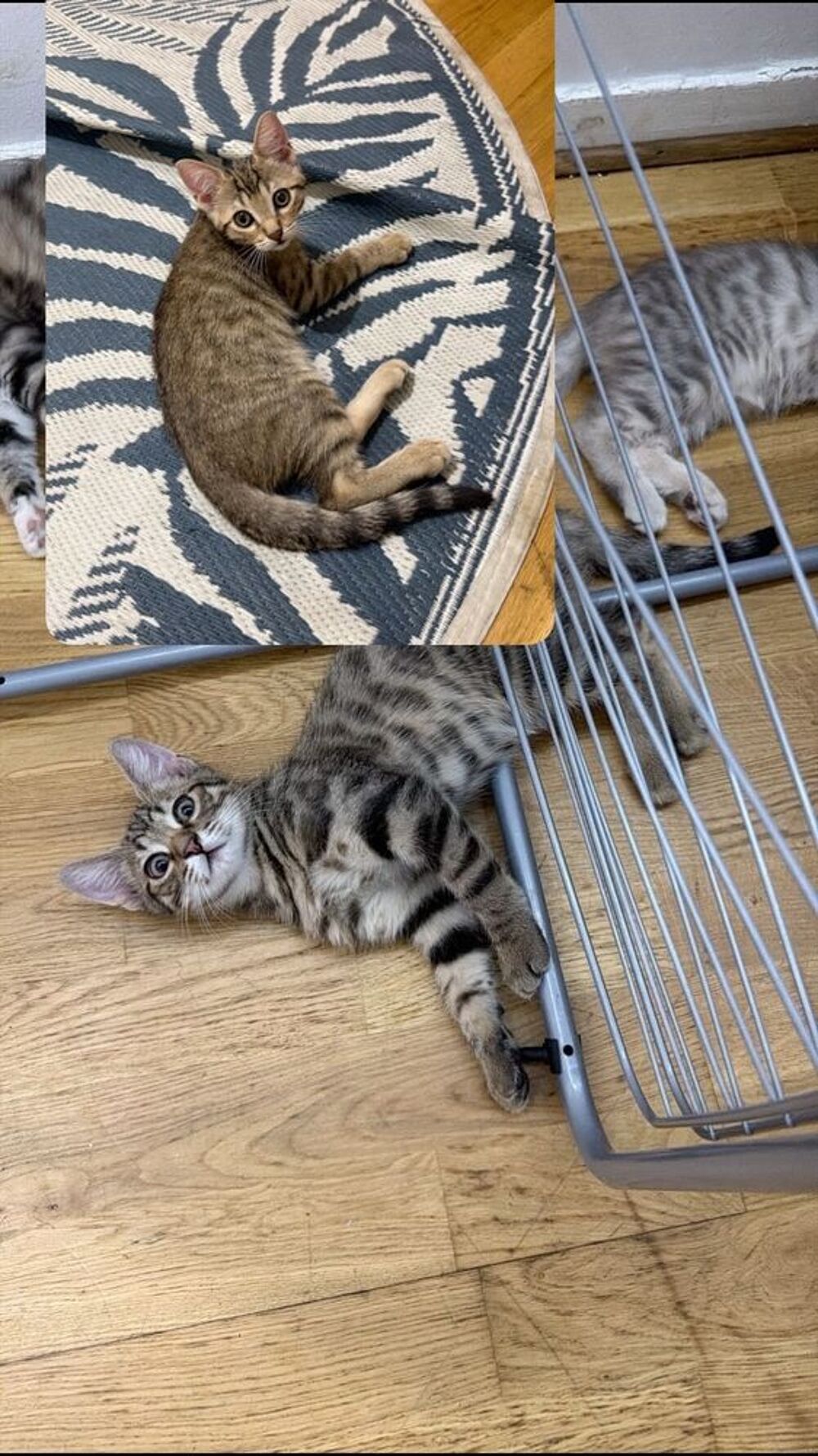   Chaton à donner par deux  