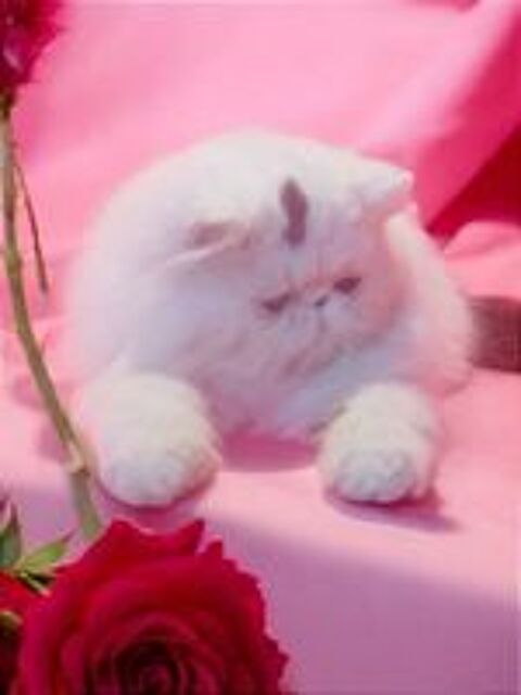   Femelle PERSANE Van brown tabby (3&4*CB) 
