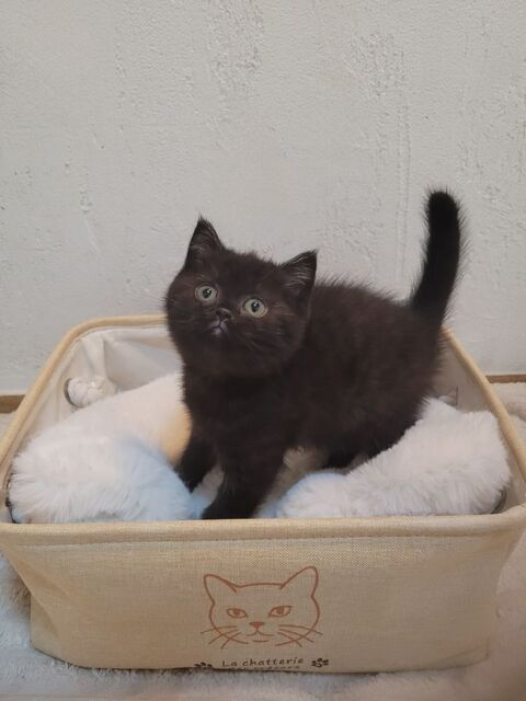Chaton british shorthair LOOF 1490 59230 Saint-amand-les-eaux
