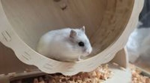   Hamster russe à donner contre bon soin  