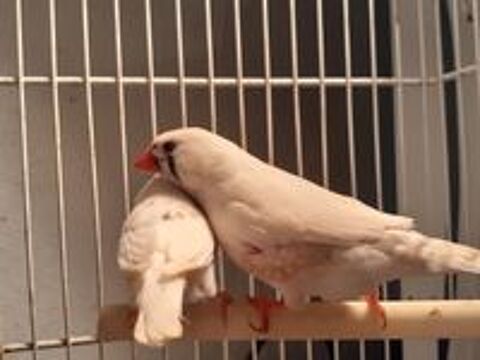   Oiseaux mandarin 