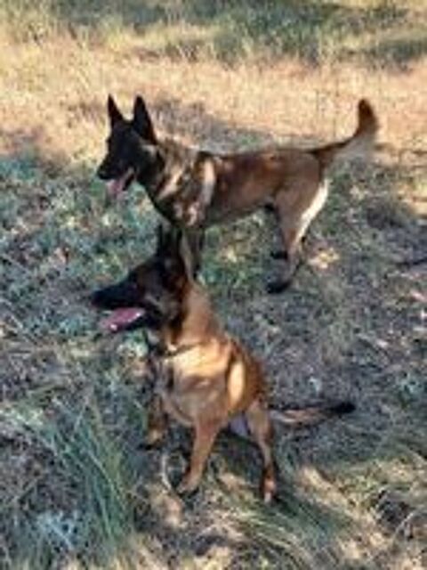   Chiots berger belge malinois 