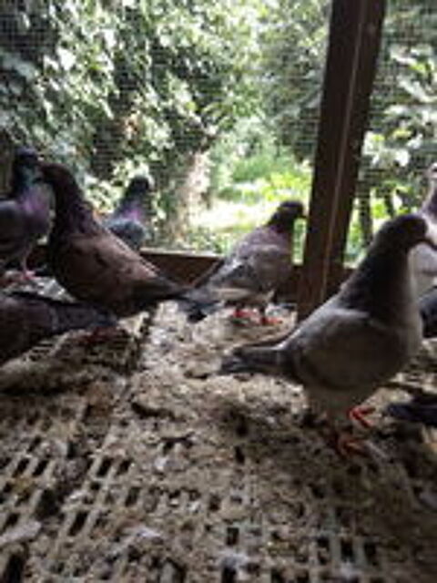   pigeons  manger. 