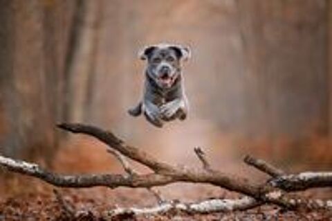  Photographe animalier pour chien, chat et NAC 