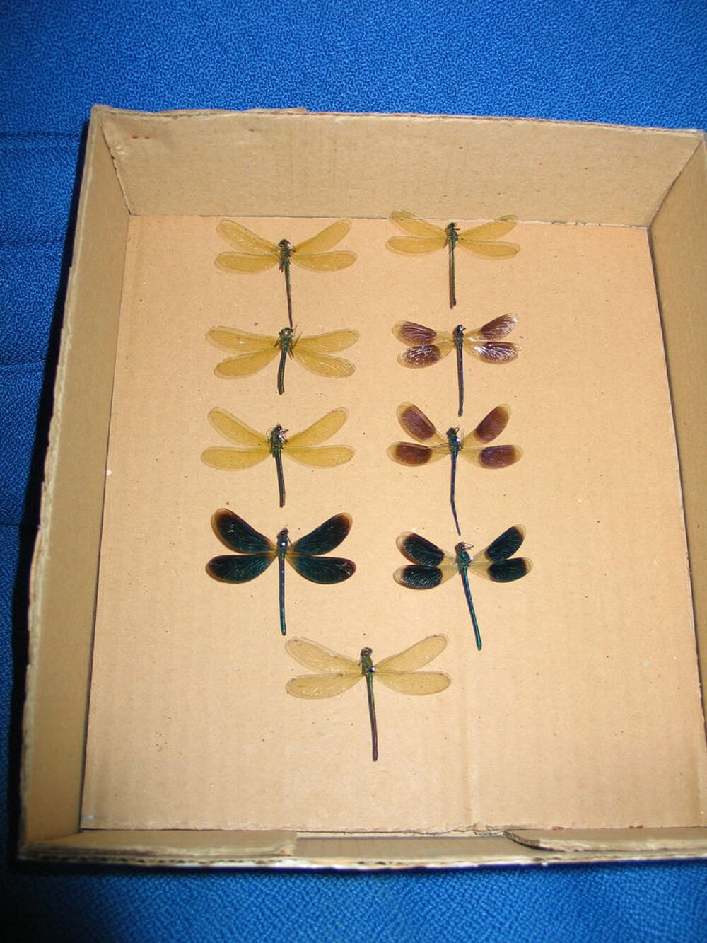 Papillons libellules l&eacute;pidopt&egrave;res 