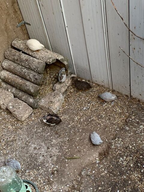 Cailles de chine 12 14400 Bayeux