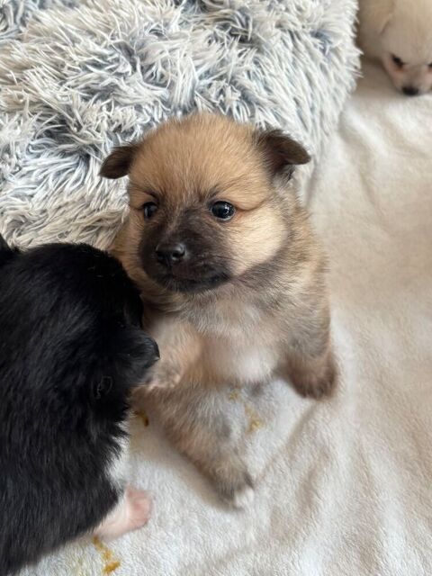 Adorables Chiots Spitz Allemand Moyen 700 84210 Saint-didier