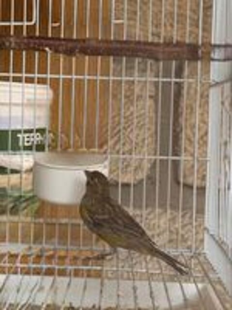   Canari  
