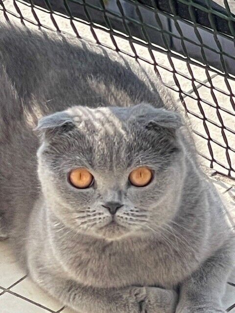femelle scottish fold 2ans. 0 94160 Saint-mandé