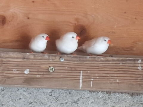 Mandarins blancs 7 85230 Beauvoir-sur-mer