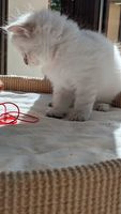   chaton siberien loof 