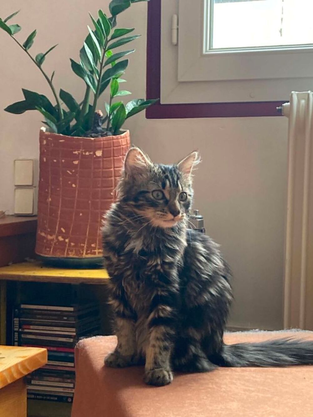   Crevette une chatonne avec un amour immense à donner 