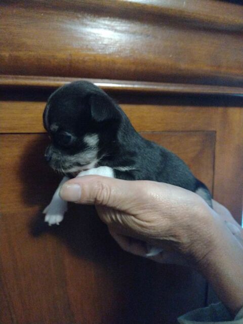 magnifique chiot à vendre 900 84250 Le thor