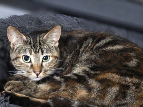 WALKYRIE 210 60000 Beauvais