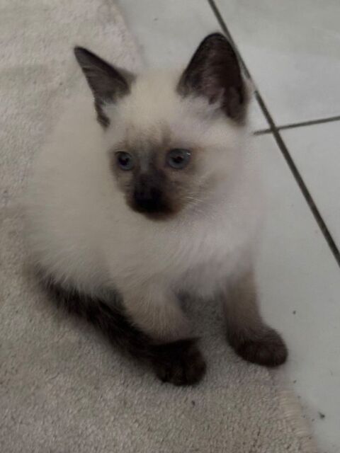 Chaton siamois 750 94200 Ivry-sur-seine