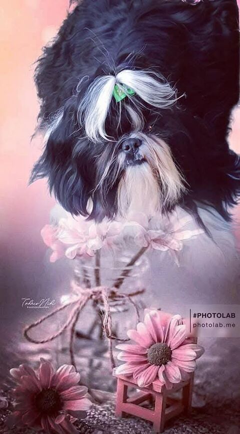 Disponible Mâle Shih Tzu pour saillie 500 02120 Tupigny