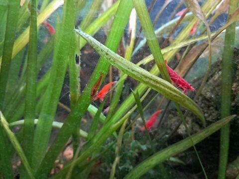 Crevette red cherry 3 83600 Frjus