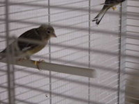   canari raza espagnol 