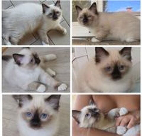   chaton secré de birmanie LOOF 