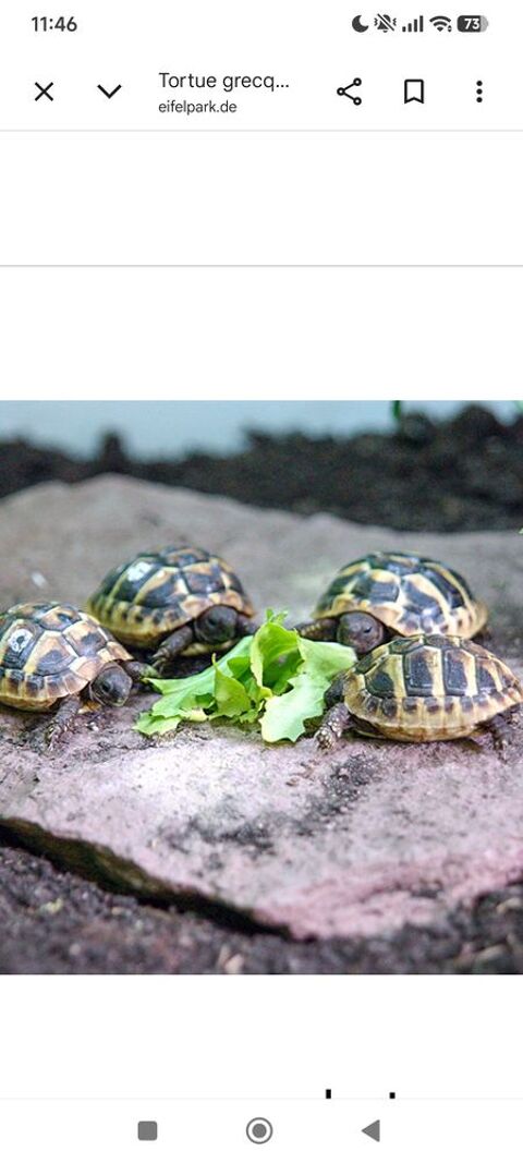 Tortue de terre juv&eacute;nile greca et terrestre 100 38300 Bourgoin-jallieu