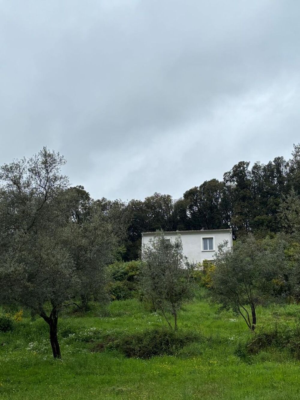   Maison neuve au coeur d une oliveraie  Corse, Azilone-Ampaza (20190)