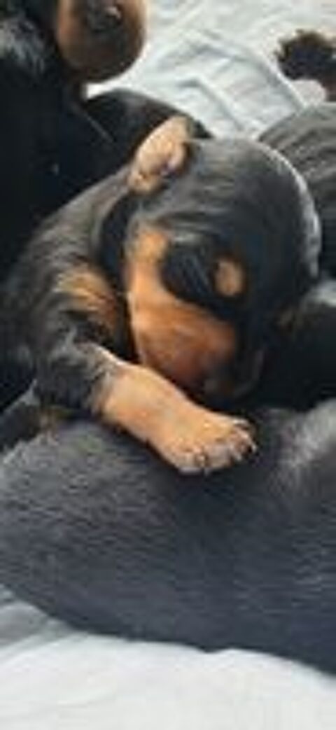   À réserver chiot pinscher nain 