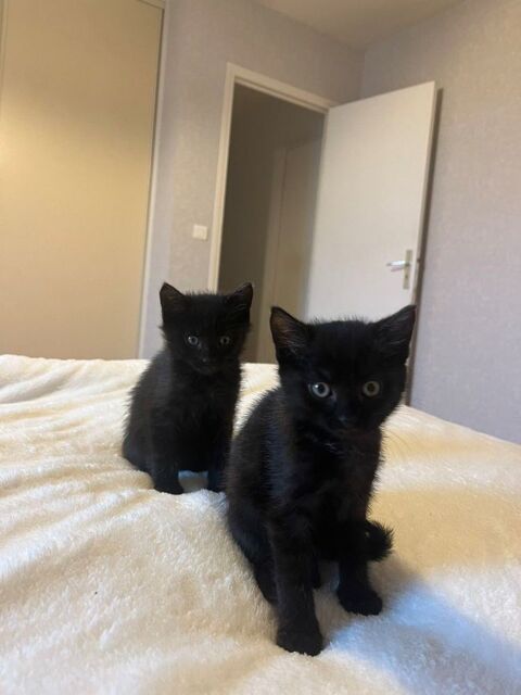 chatons &agrave;  l'adoption 0 78000 Versailles