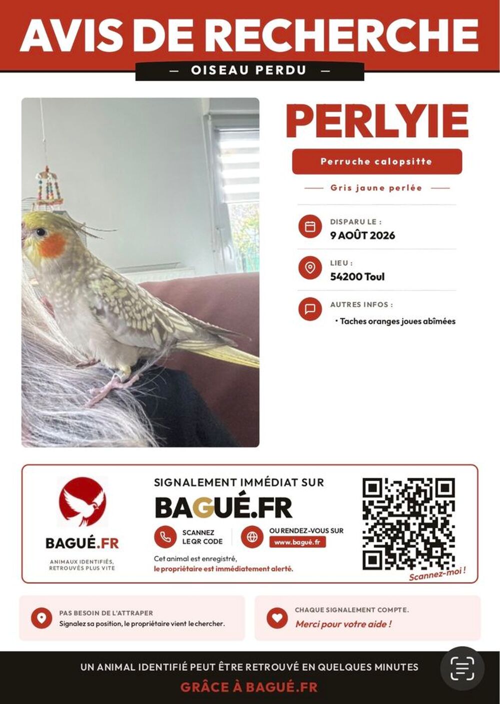   Perdue Calopsitte.  