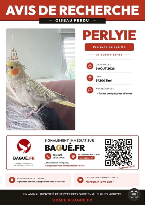 Perdue Calopsitte. 50 54200 Toul