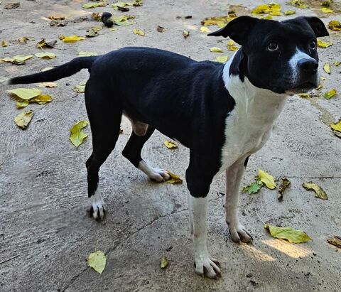 VICTORIO, crois&eacute; labrador 8 ans 0 30000 Nîmes