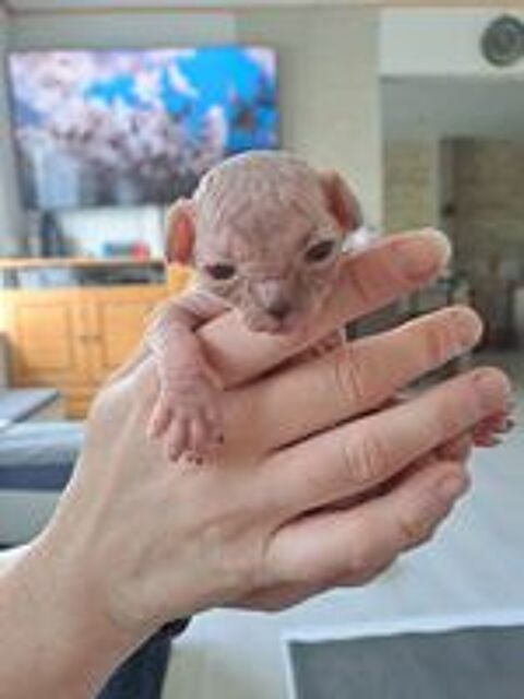   Bb sphynx a réserver  