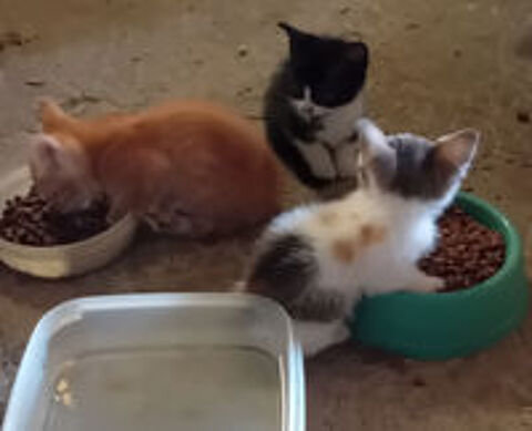   donne chatons 