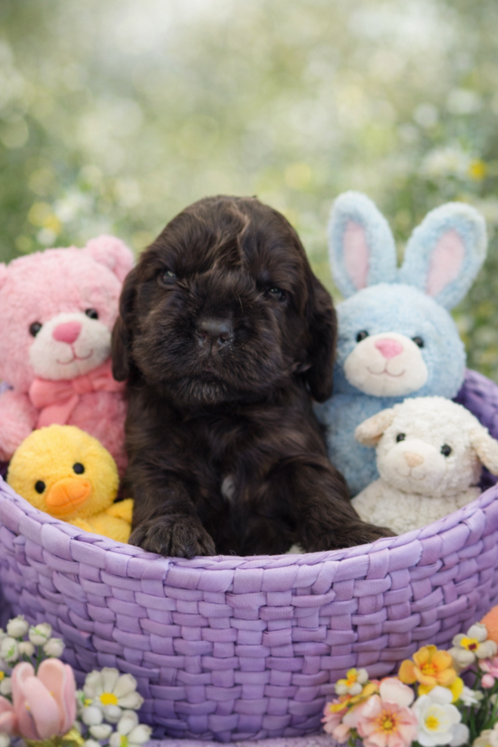   Chiot COCKER ANGLAIS. non-lof (3-4*CB) 