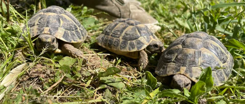 bébés Hermann hermanni 3 ans 90 13090 Aix-en-provence