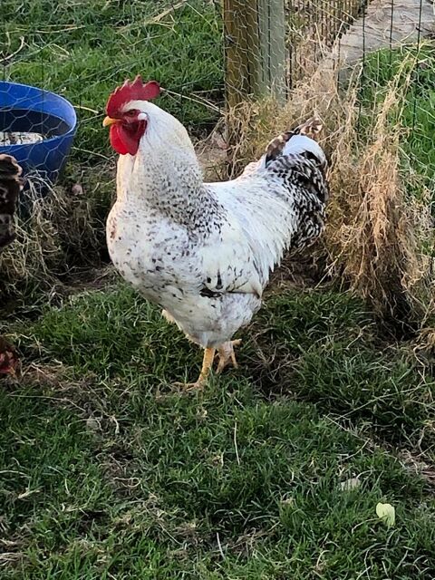 ?ufs fécondés de poule de Bielefelde 2 14240 Cahagnes