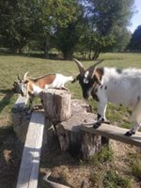   Oryx et Padrig, 2 boucs nains castrs 