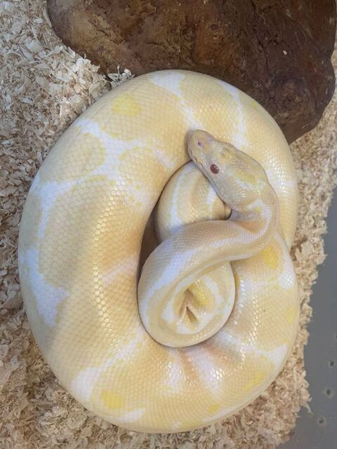 Serpent python regius albinos 190 30000 Nmes