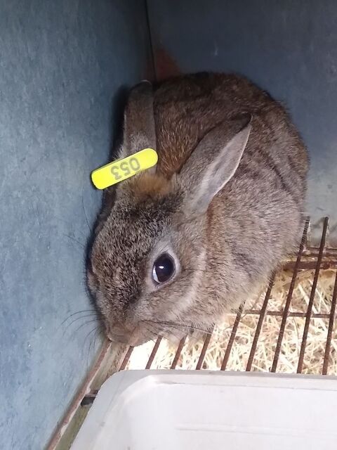 Lapins de garenne .
56140 Vannes