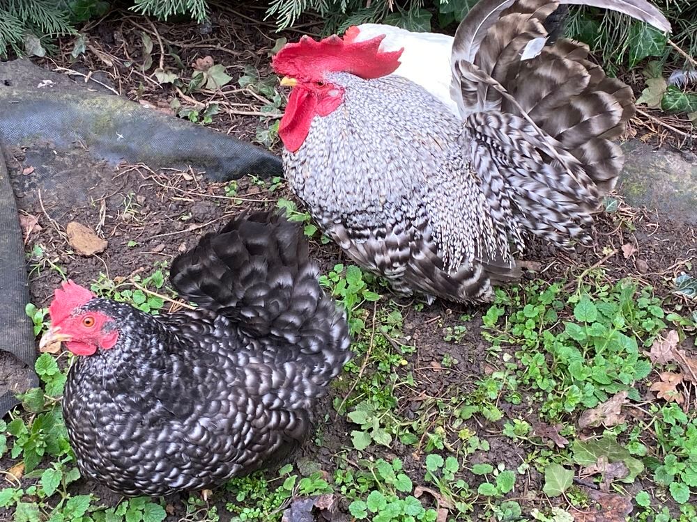   couple poule naine CHABO 