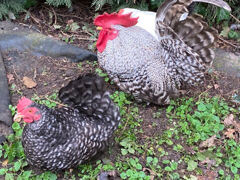 couple poule naine CHABO 20 77111 Soignolles-en-brie