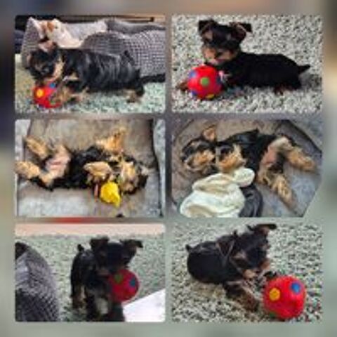   a  réserver chiots   de type  yorkshire terrier  