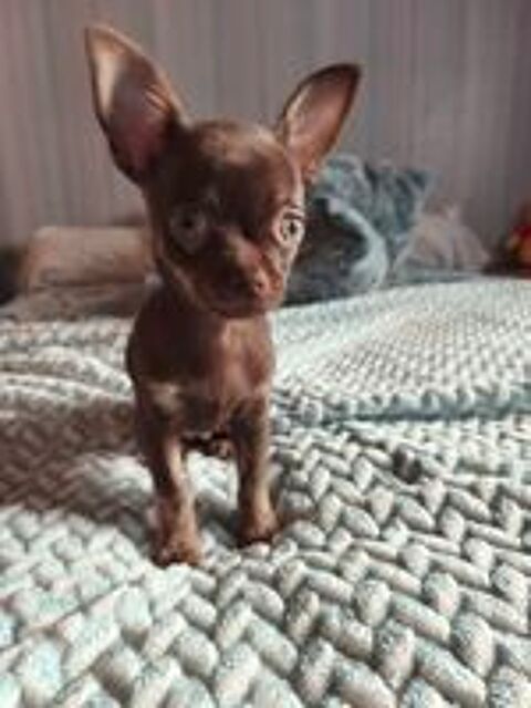   Chiot femelle, type chihuahua.  