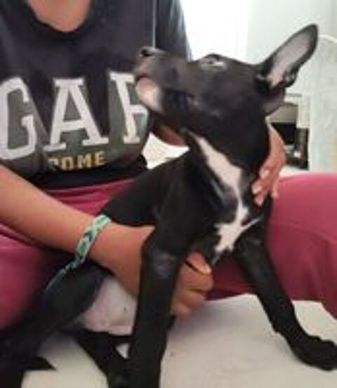   Stella,3 mois,cherche un bon foyer  